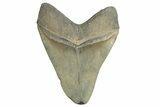 Huge, Fossil Megalodon Tooth - Georgia #332839-2